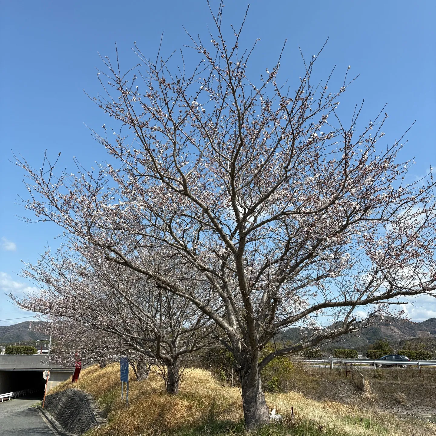 桜 開花まじか